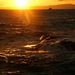 20080101_enoshima_0111